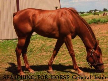 SEARCHING FOR HORSE General leader, Near McComb, OH, 45858